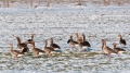103_Biebrza - marzec 2013